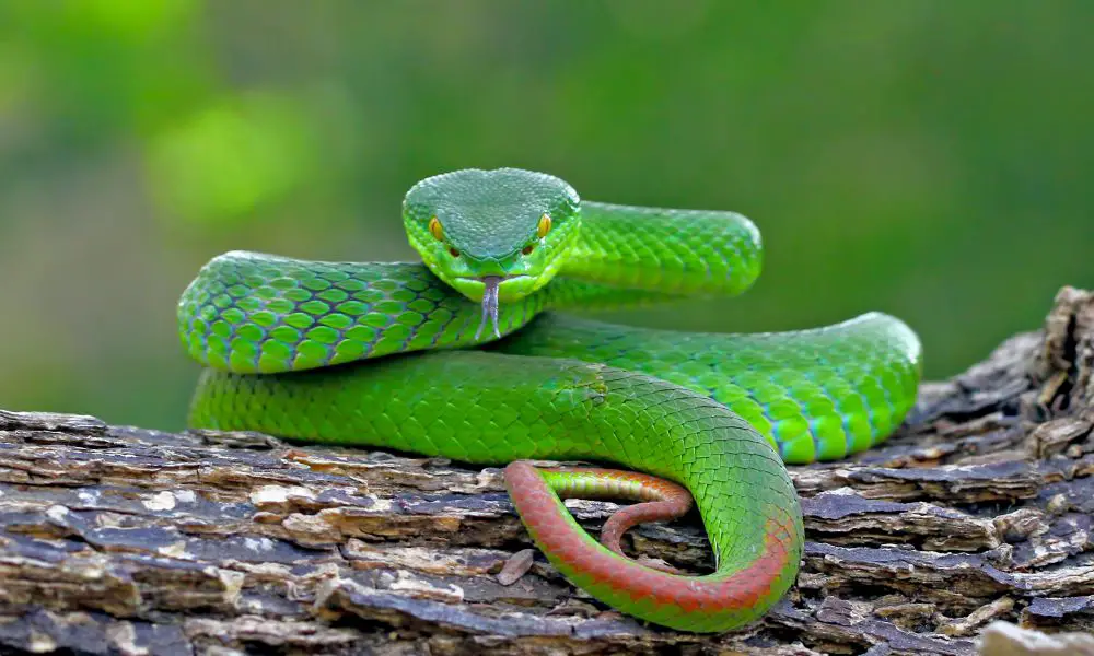 How To Protect Yourself From Snakes When Camping